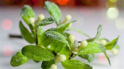 The Botanical Wonders of Mistletoe: Adaptations and Survival Strategies